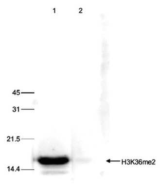 Western Blot: Histone H3 [Dimethyl Lys36] Antibody [NBP2-59168] - The position of the protein of interest is indicated on the right; the marker (kDa) is shown on the left. The result of the Western analysis with the antibody is shown in lane 1; lane 2 shows the same analysis after incubation of the antibody with 5 nmol blocking peptide for 1 hour at room temperature. Observed molecular weight is ~16 kDa.
